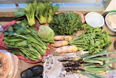 12月14日の収穫（小さなキャベツ）