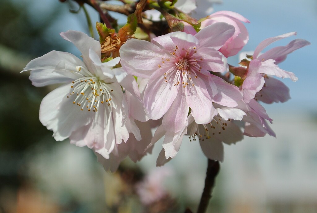 十月桜