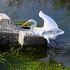K川・ダイサギ（捕ったどー！）