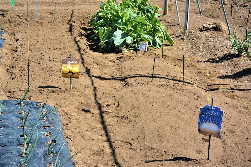 ジャガイモ植え付け終了.