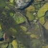 Ｋ川中流域・オイカワの産卵