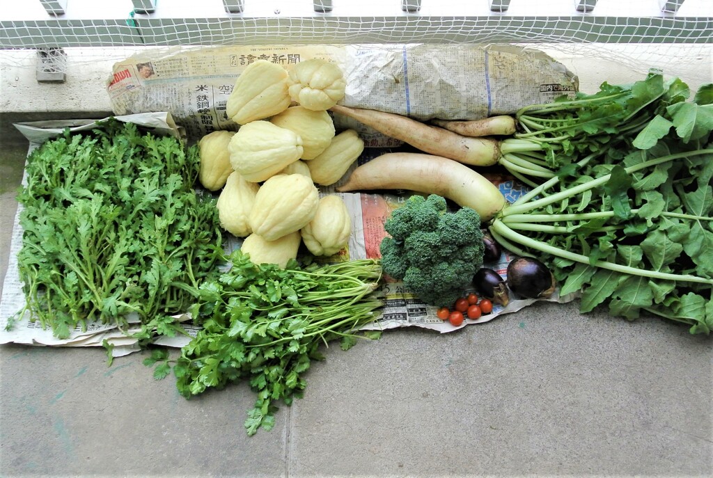 菜園収獲（10月26日）