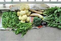 菜園収獲（10月26日）