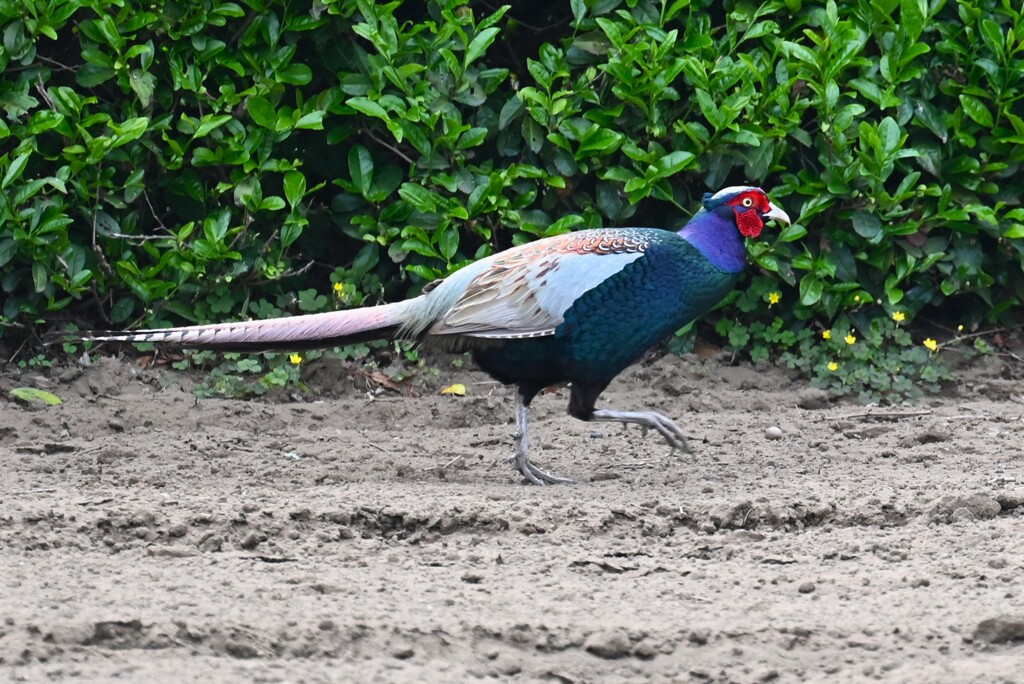 菜園・キジ♂馬のように・・