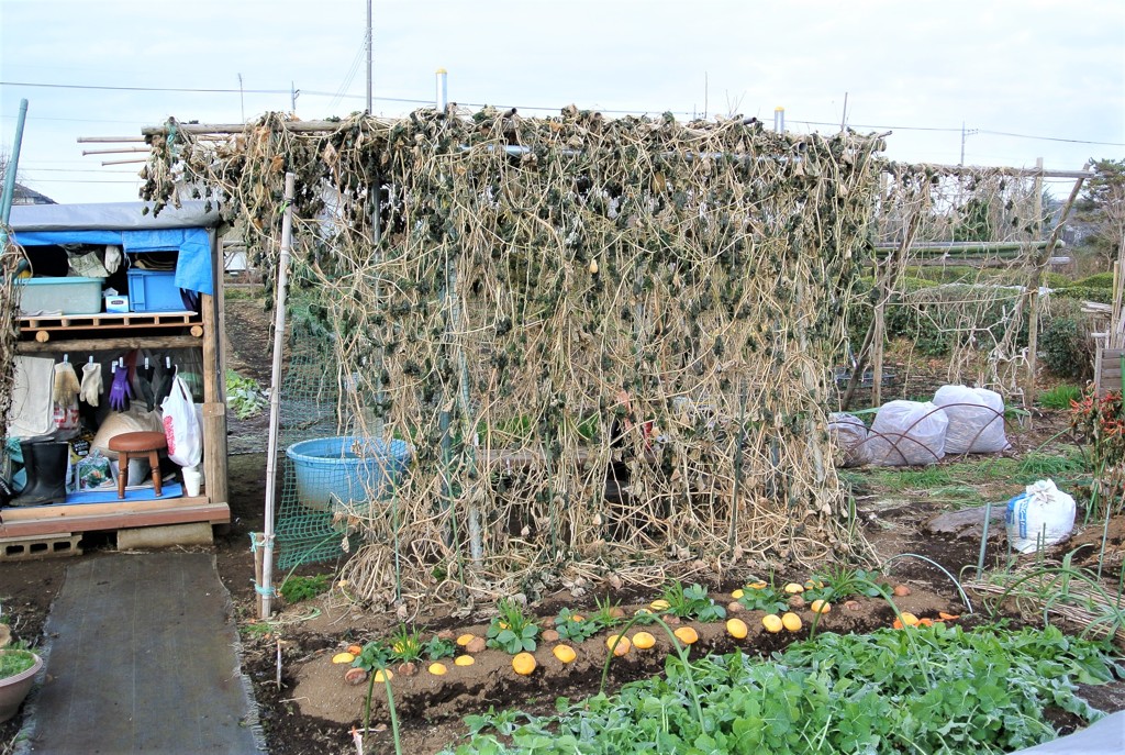 最低気温－3℃の菜園