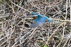 Ｋ川・中流域のカワセミ♂飛び出し