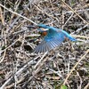 Ｋ川・中流域のカワセミ♂飛び出し