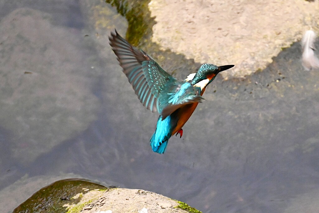 都内S川・カワセミ♂飛び上がり