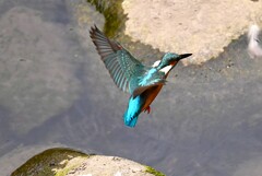 都内S川・カワセミ♂飛び上がり