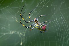 用水路・ジョロウグモ♀巣の繕い中