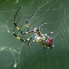用水路・ジョロウグモ♀巣の繕い中