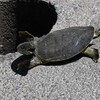 K川中流域・スッポンここもお気に入り