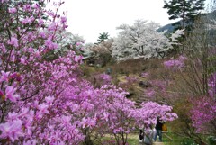 南木曽の旅 (天白公園)