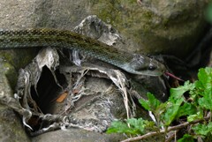 K川・下流域のアオダイショウ