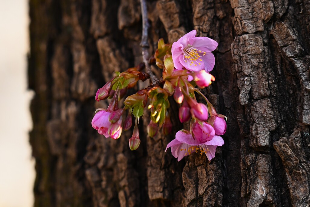 用水路・咲き始めた河津桜