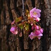 用水路・咲き始めた河津桜