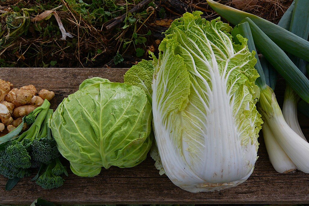 菜園・キャベツとハクサイ