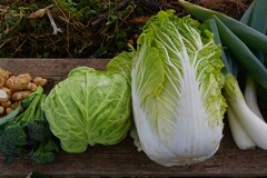 菜園・キャベツとハクサイ
