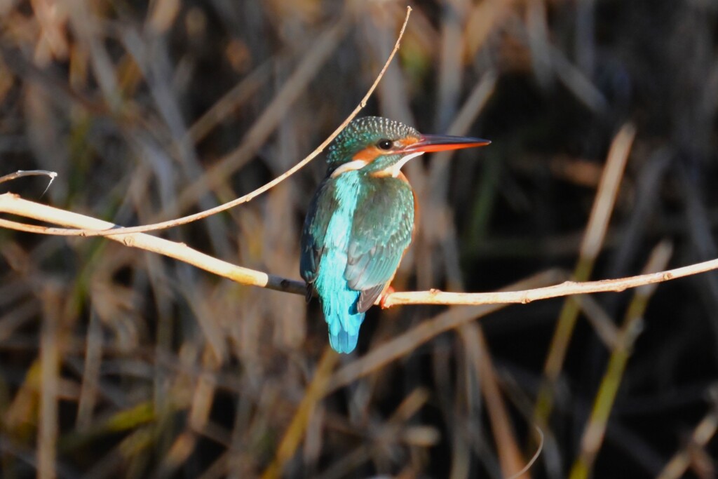 8時48分7羽目（♀若）