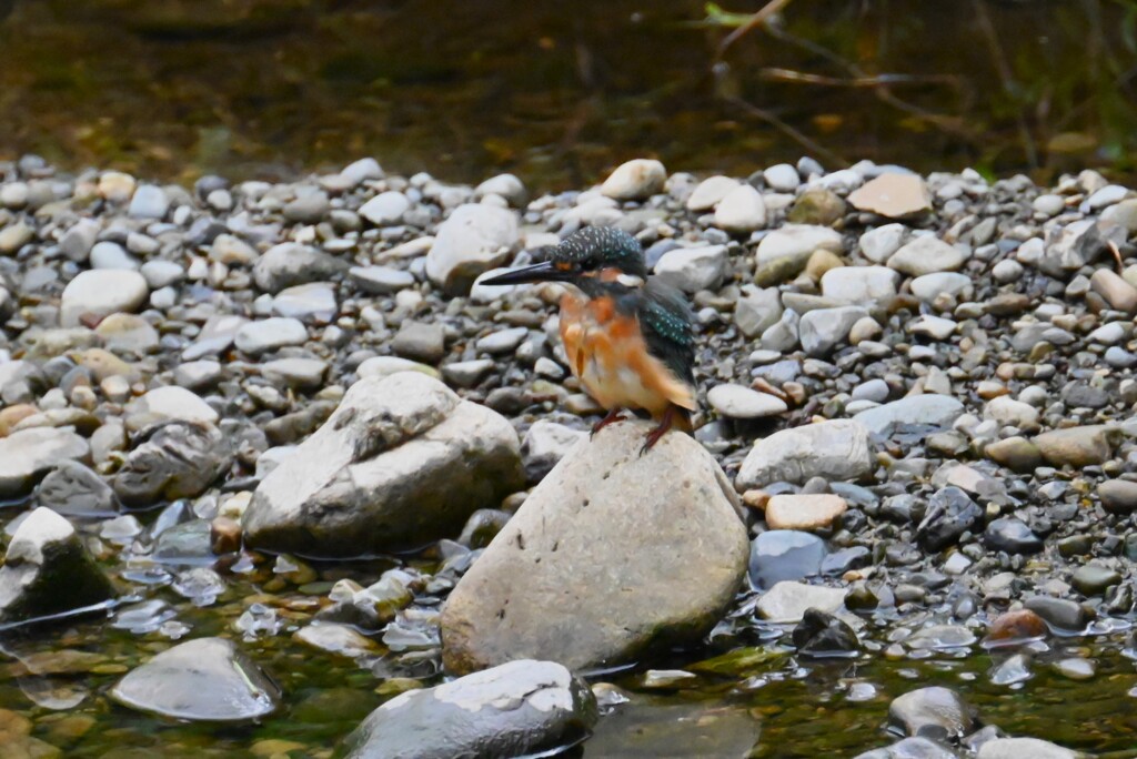 K川・バトル中のカワセミ♂若 