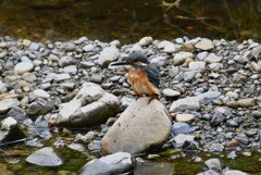 K川・バトル中のカワセミ♂若 