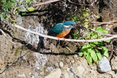 K川・カワセミ♂お気に入りの止まり木で・・