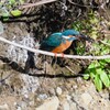 K川・カワセミ♂お気に入りの止まり木で・・