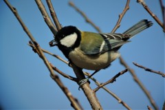 木の芽を食べるシジュウカラ♂