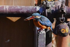 都内公園・巣穴横でエビを食べるカワセミ♀