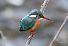 用水路・カワセミ♀若 