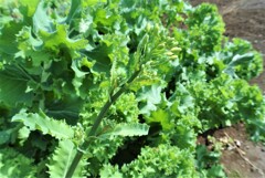 ちりめん冬菜の花