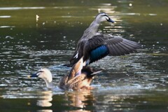 都内公園・カルガモ求愛ディスプレイ か？