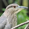 ホシゴイから成鳥へと・・