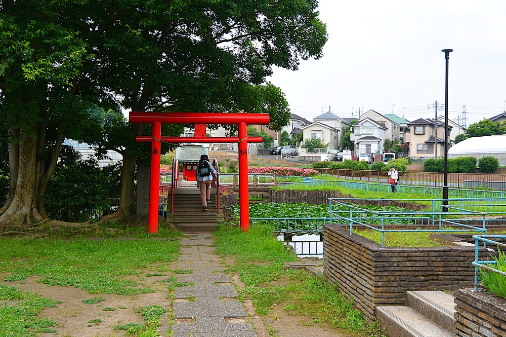 東村山菖蒲まつり・弁天池公園経由