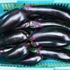 菜園・ナス2種