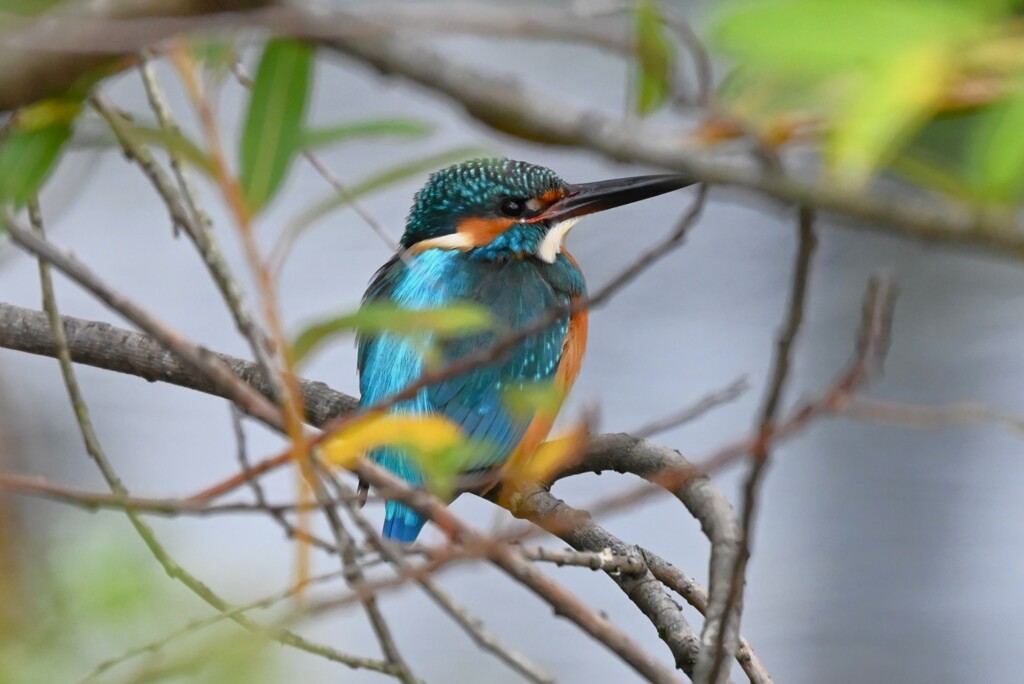 K川中流域カワセミ ♂