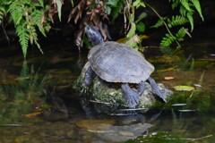 K川中流域・お気に入りの石の上でクサガメ
