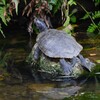 K川中流域・お気に入りの石の上でクサガメ