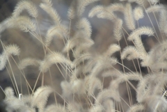 エノコログサの行方