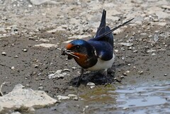 K川下流域・巣材を集めるツバメ