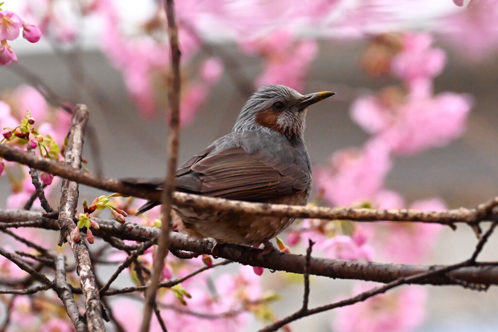 用水路・河津桜とヒヨドリ