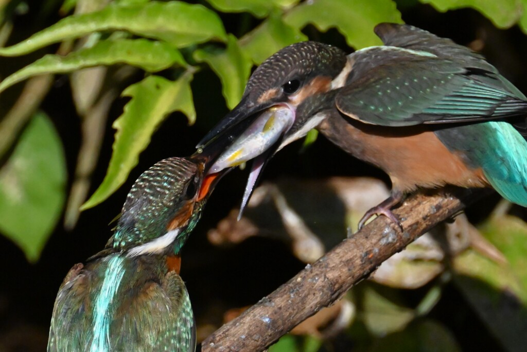 用水路・カワセミひなへの給餌（用水路で初見初撮り）
