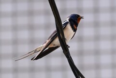 K川沿道・しきりに鳴き交わすツバメ