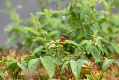 K川下流域・ヤブガラシの蜜を食べるコガタスズメバチ 