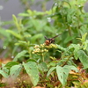 K川下流域・ヤブガラシの蜜を食べるコガタスズメバチ 