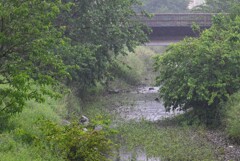 K川・涸れ川が潤う雨
