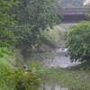 K川・涸れ川が潤う雨