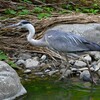 K川・アオサギ