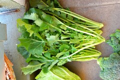 菜園・ツボミナ（カキナ系）