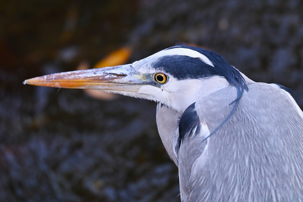 用水路・アオサギドアップ